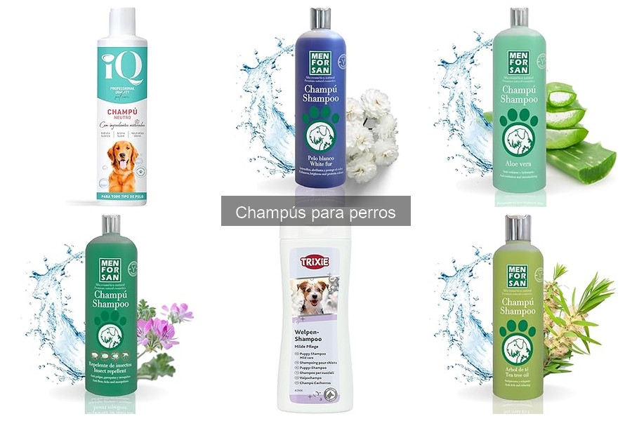 Champús para perros con alergias cutáneas: soluciones efectivas