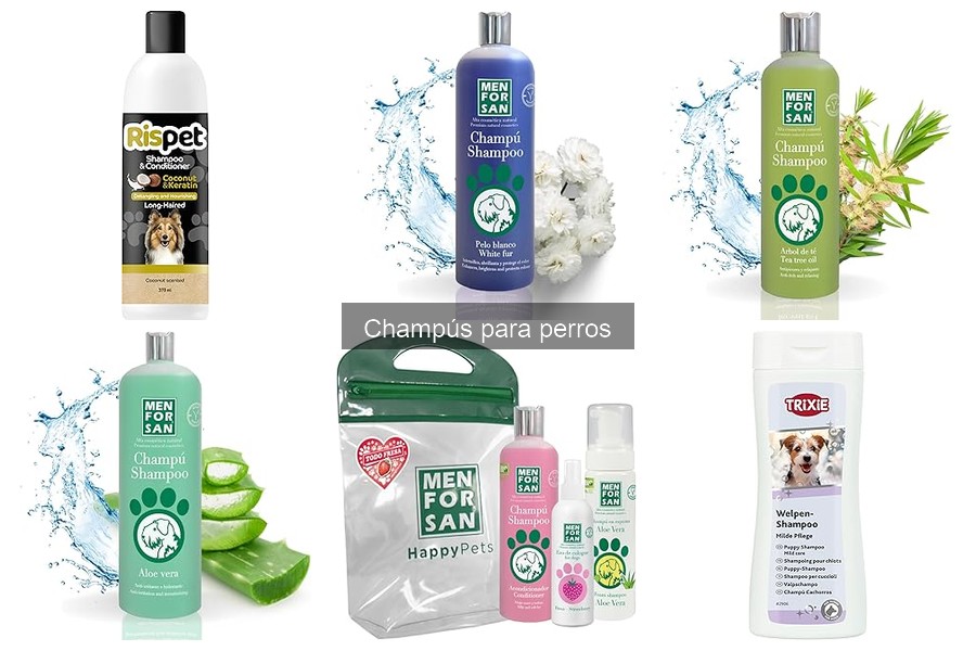 Champús para perros: ¿Cuál elimina el olor fuerte?