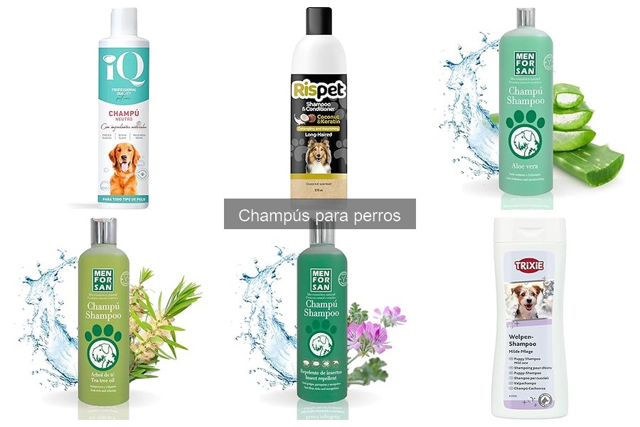 Champús seguros para perros: ingredientes y características