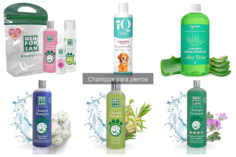 Cómo Bañar a un Perro con Champú: Guía Práctica